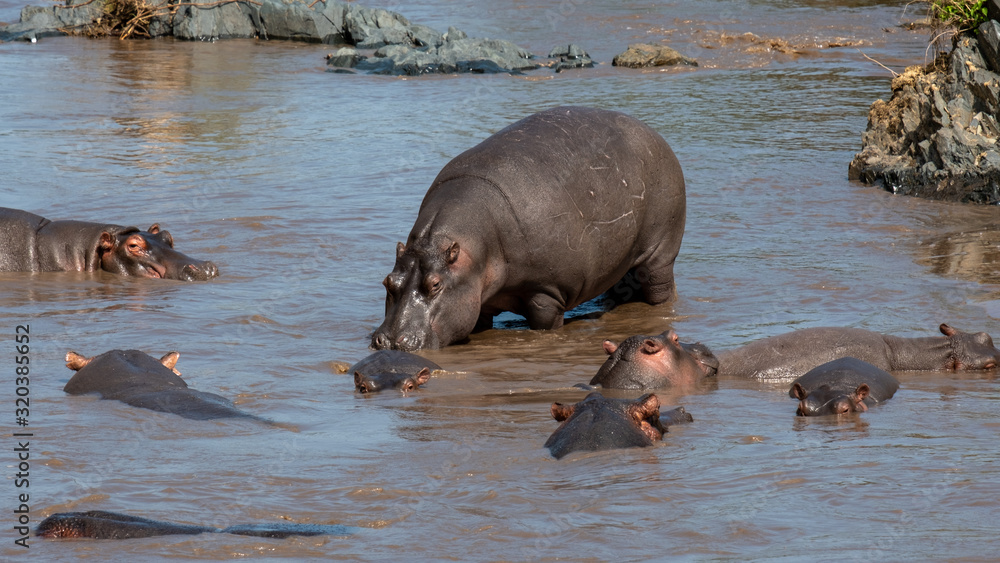 Hippopotamus in water in Serengeti national park Tanzania Hippopotamus in water in Serengeti national park Tanzania