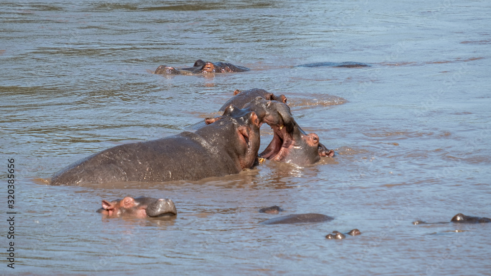 Hippopotamus in water with a open mouth in Serengeti national park Tanzania Hippopotamus in water with a open mouth in Serengeti national park Tanzania