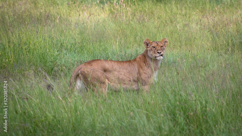 Lion walking in grass in Ngorogongoro national park © LP Productions