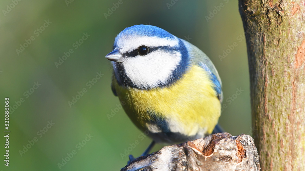 Obraz premium blue tit bird during winte,Czech republic