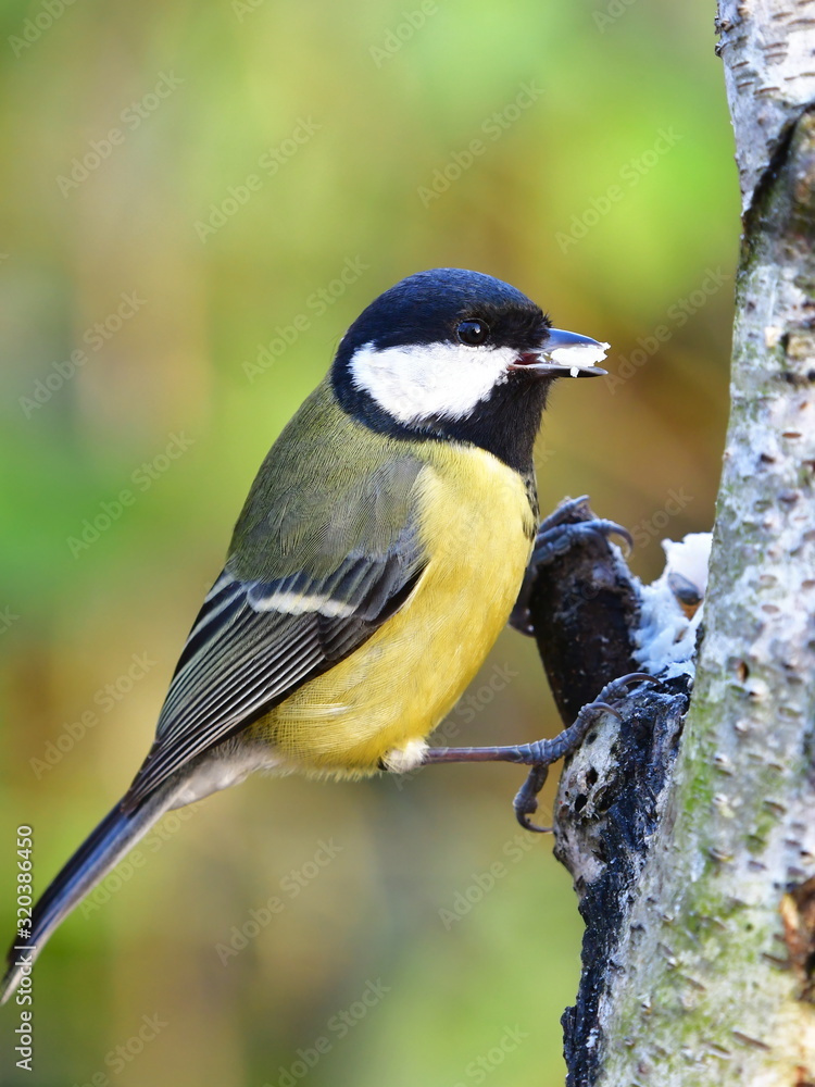 Obraz premium great tit parus major in Czech nature