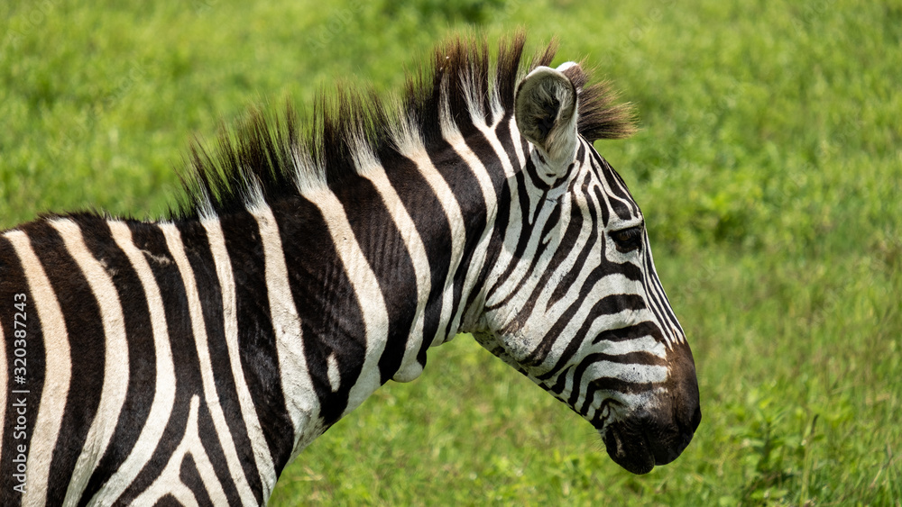 Zebra in Tanzania Ngorongoro national park. Zebra in Tanzania Ngorongoro national park.