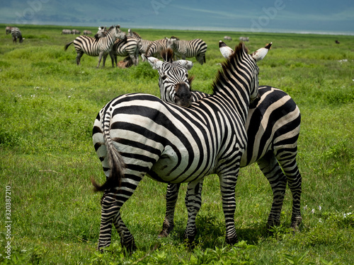 Zebras in Tanzania Ngorongoro national park. 