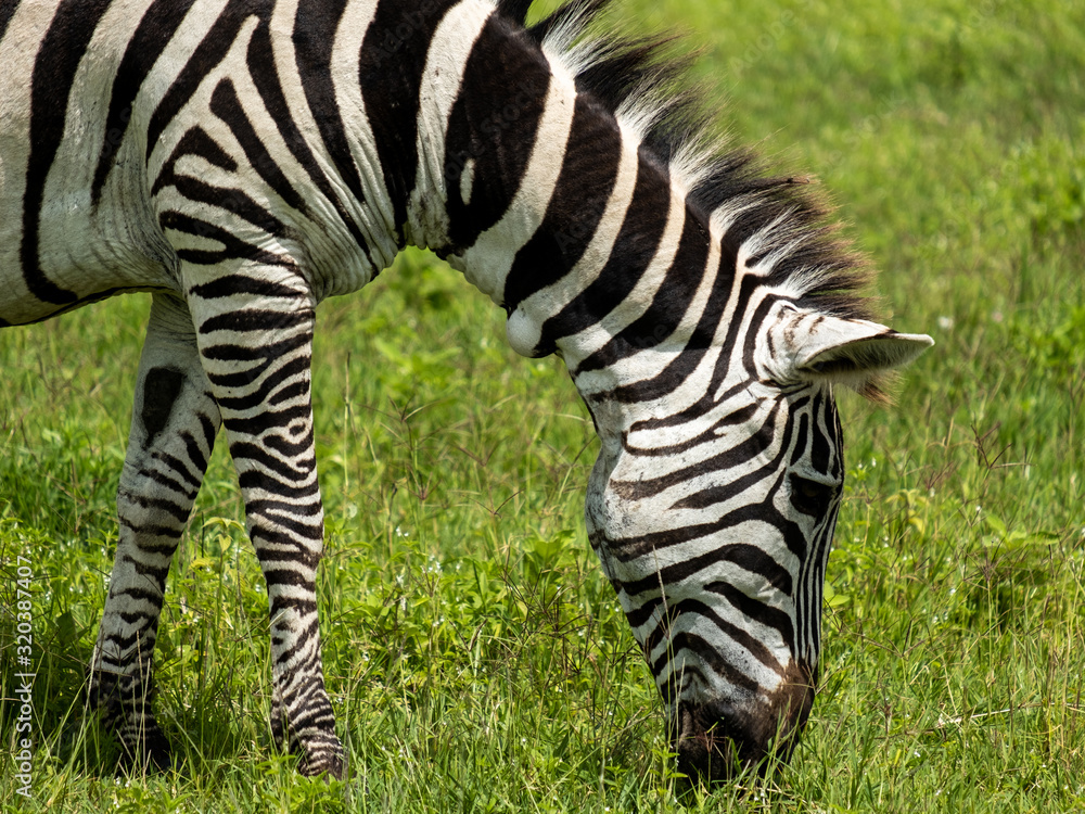 Zebra in Tanzania Ngorongoro national park. Zebra in Tanzania Ngorongoro national park.