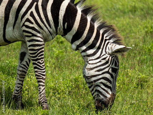Zebra in Tanzania Ngorongoro national park. 