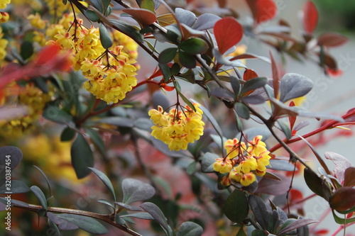 Tiny yellow flowers on a green bush in blossom during spring or summer city in the park and garden.
