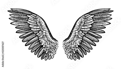 Pair of spread out wings, vector illustration.