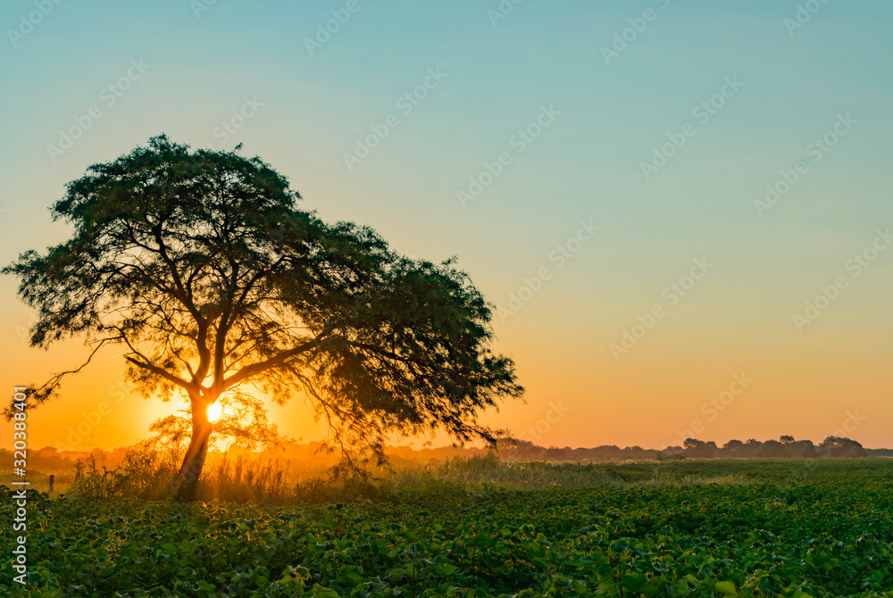 Fototapeta premium Atardecer, Algarrobo tapando el Sol al costado de campo de Algodón