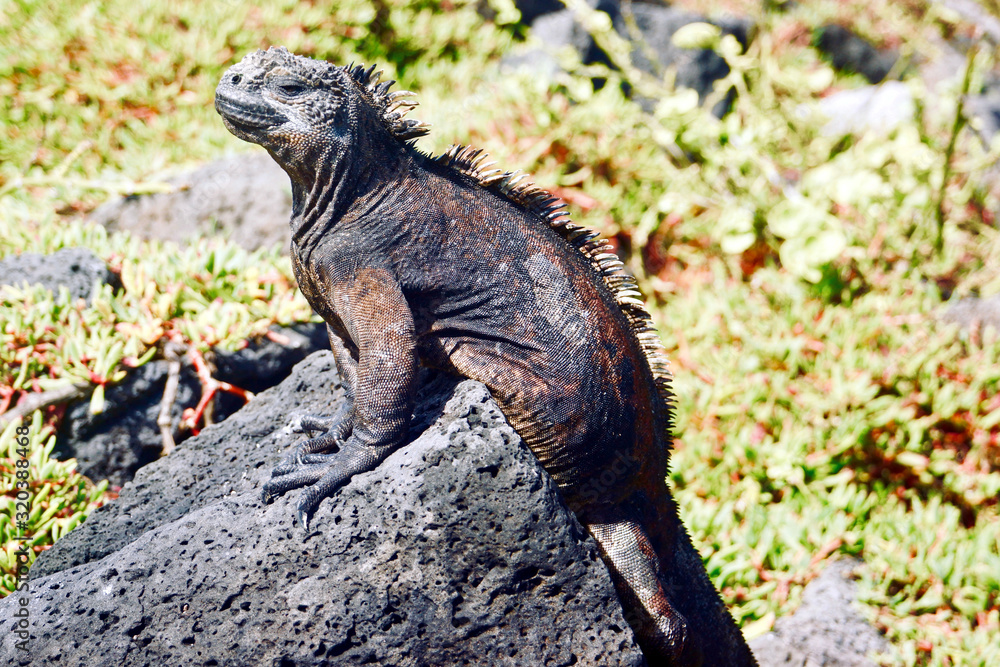 Fototapeta premium igauana of galapagos