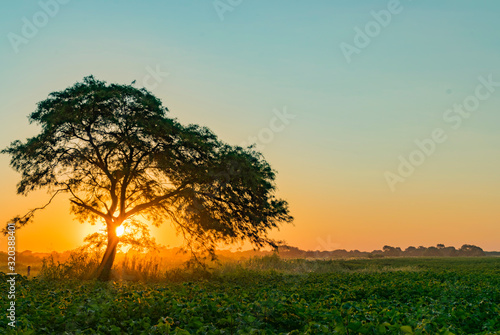 Atardecer, Algarrobo tapando el Sol al costado de campo de Algodón