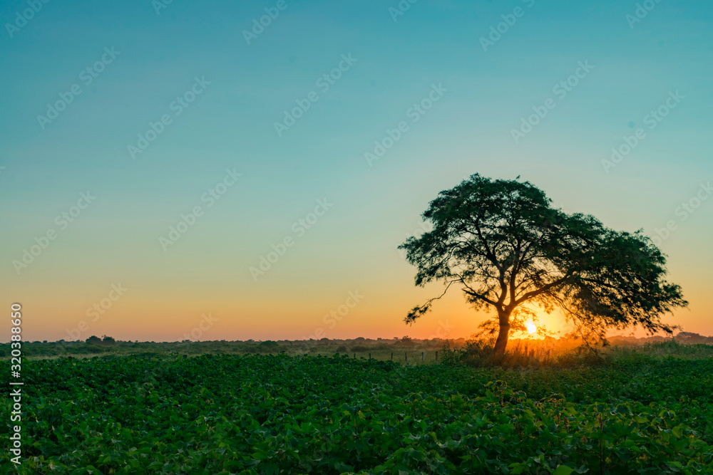 Atardecer en Campo de Algodón con Algarrobo tapando el Sol Atardecer en Campo de Algodón con Algarrobo tapando el Sol