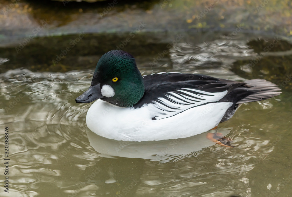 Duck. Male common goldeneye . Medium-sized duck from northern Canada, USA, Russia and Scandinavia. Aggressive and territorial duck nesting in tree cavities, migrating to south during winter Duck. Male common goldeneye . Medium-sized duck from northern Canada, USA, Russia and Scandinavia. Aggressive and territorial duck nesting in tree cavities, migrating to south during winter