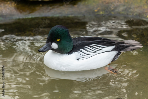 Duck. Male common goldeneye . Medium-sized duck from northern Canada, USA, Russia and Scandinavia. Aggressive and territorial duck nesting in tree cavities, migrating to south during winter