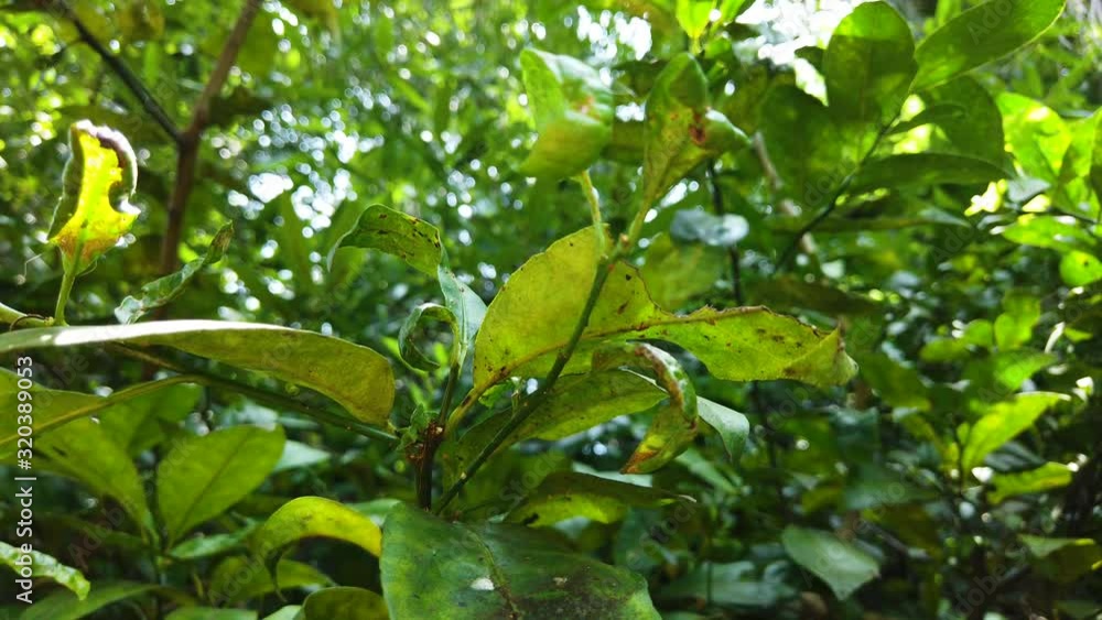 Sick lemon leaves, plague. Sunshine. Sick lemon leaves, plague. Sunshine.