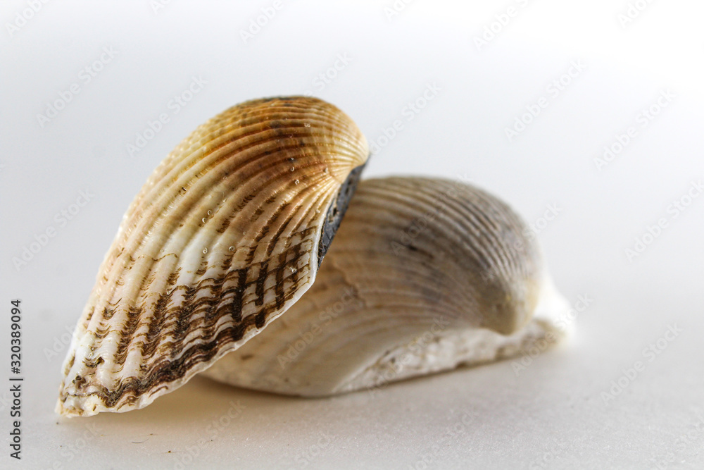 Oyster, shell, bivalve clam on a white background Oyster, shell, bivalve clam on a white background