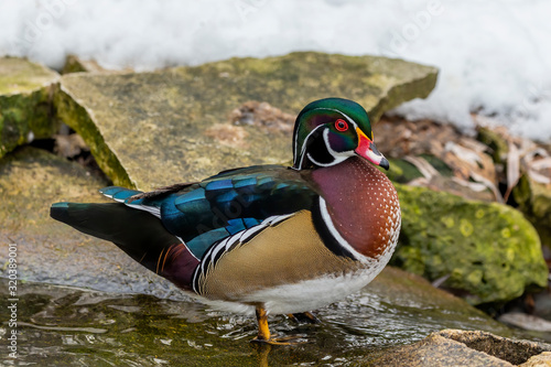 Bild auf Leinwand Male Carolina duck (Aix sponsa), also known as the North American wood duck