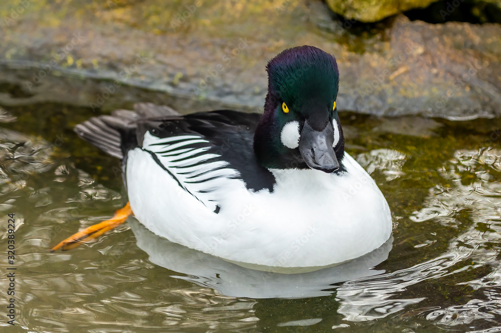 Duck. Male common goldeneye . Medium-sized duck from northern Canada, USA, Russia and Scandinavia. Aggressive and territorial duck nesting in tree cavities, migrating to south during winter Duck. Male common goldeneye . Medium-sized duck from northern Canada, USA, Russia and Scandinavia. Aggressive and territorial duck nesting in tree cavities, migrating to south during winter