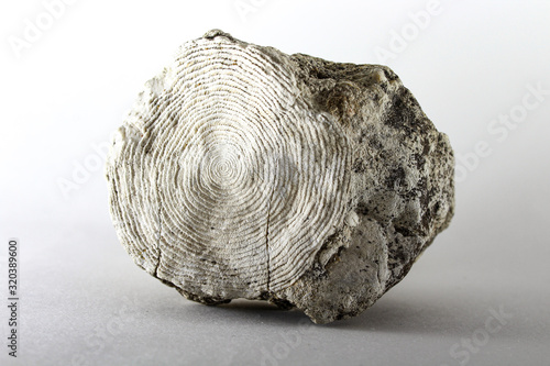 Fossilized fossilized mollusk remains - nummulites photo
