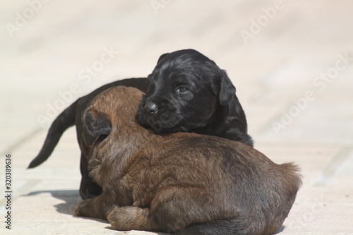 Adorable very young briard puppy shepherd dogs