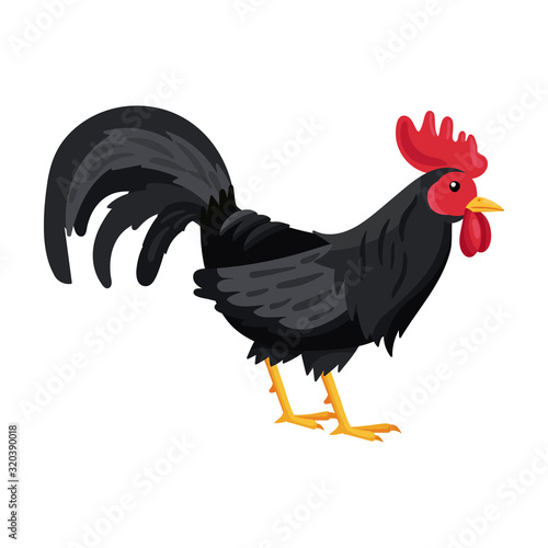 Cock of animal vector icon.Cartoon vector icon isolated on white background cock of animal.