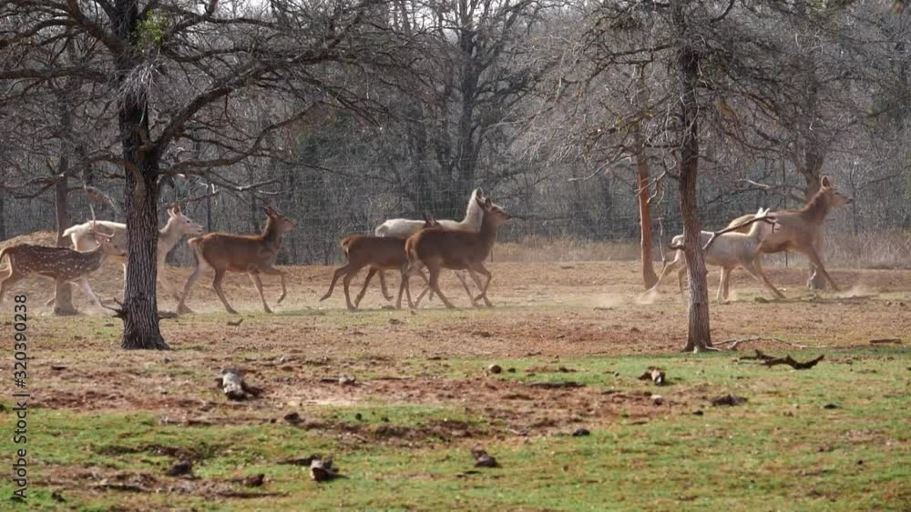 Rural Texas ranch showcasing over thirty different exotic animals. Rural Texas ranch showcasing over thirty different exotic animals.