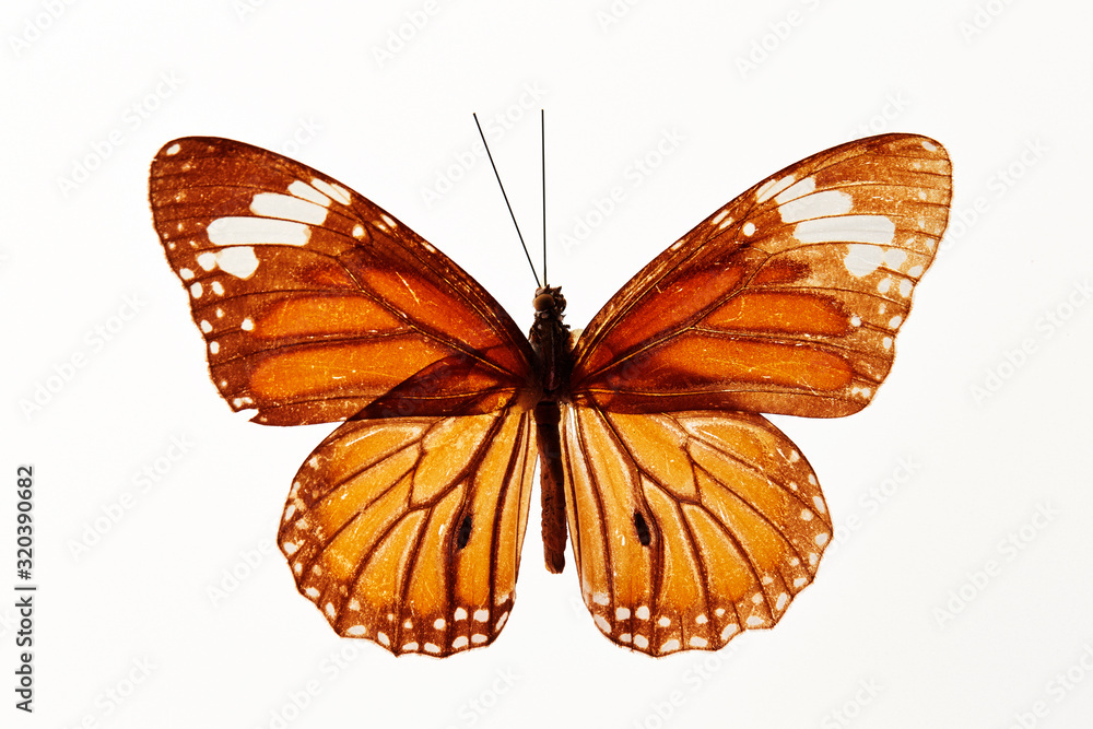 Obraz premium Butterfly specimen on white background