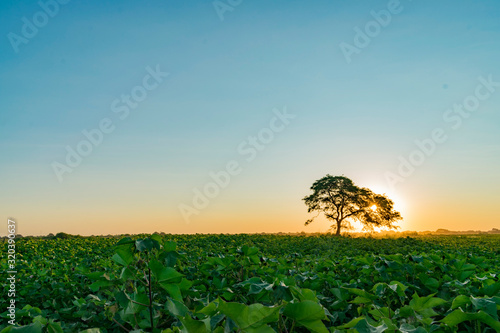 Atardecer en Campo de Algodón con Algarrobo tapando el Sol