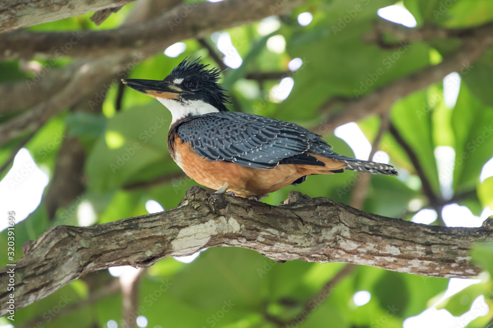 Kingfisher Kingfisher
