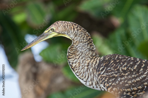 Bare throated tiger heron  photo