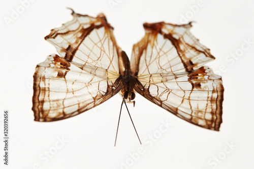 Butterfly specimen on white background 