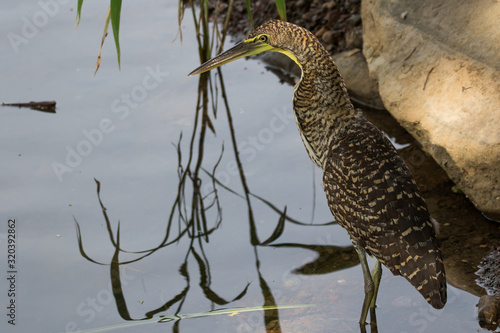 Bare throated tiger heron  photo