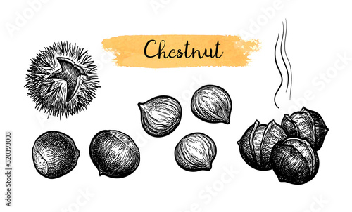 Ink sketch of chestnuts.