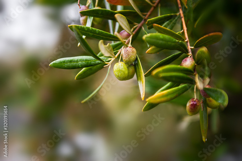 Green olives on the branch of olive tree. Beautiful nature background. Macro iamge, selective focus