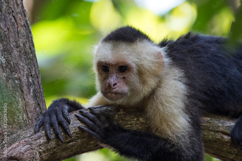 Capuchin monkey Capuchin monkey