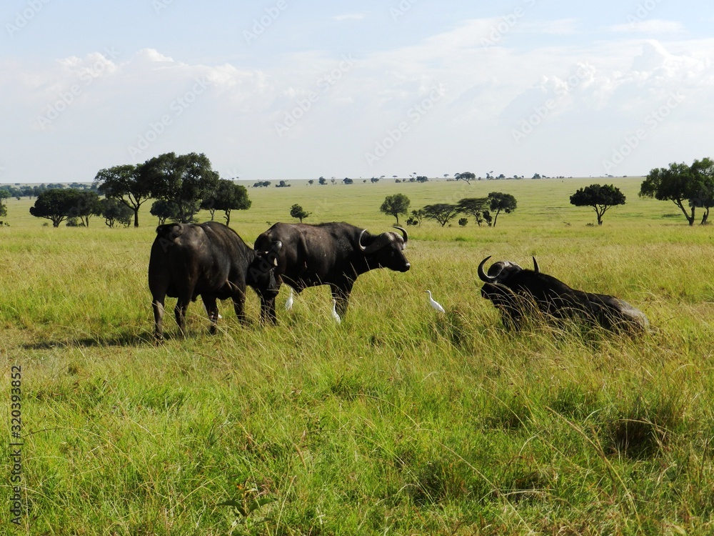 Group of African buffalos grazing in the African savannah