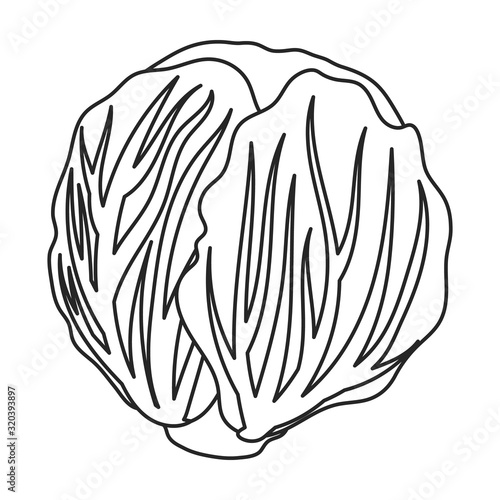 Cabbage vector icon.Outline,line vector icon isolated on white background cabbage.