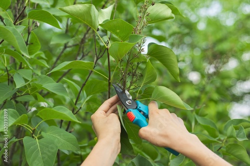 Womans hands with secateurs cutting off wilted flowers on lilac bush