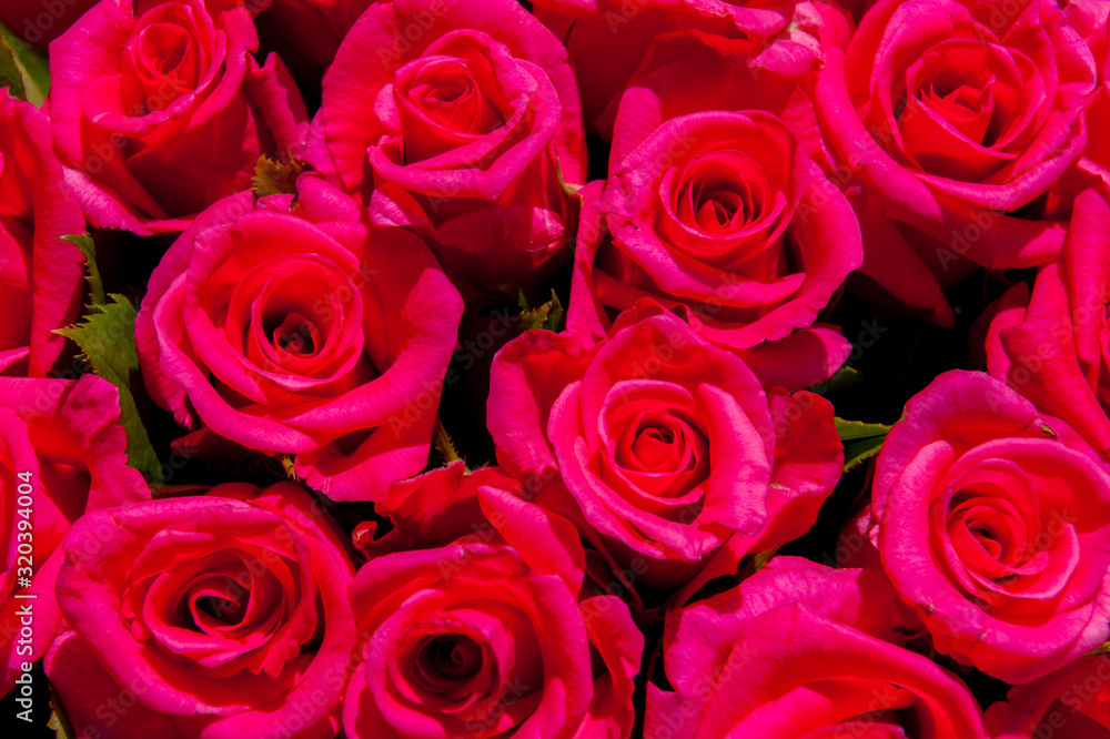 Naklejka premium The background is red roses. Horizontal photo. Gift, bouquet, happy Valentine's Day, Valentine's Day