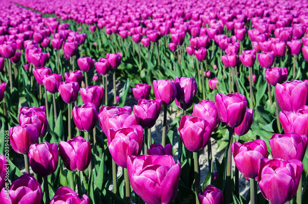 Beautiful spring optimistic landscape-texture with tulips in the field in Holland.