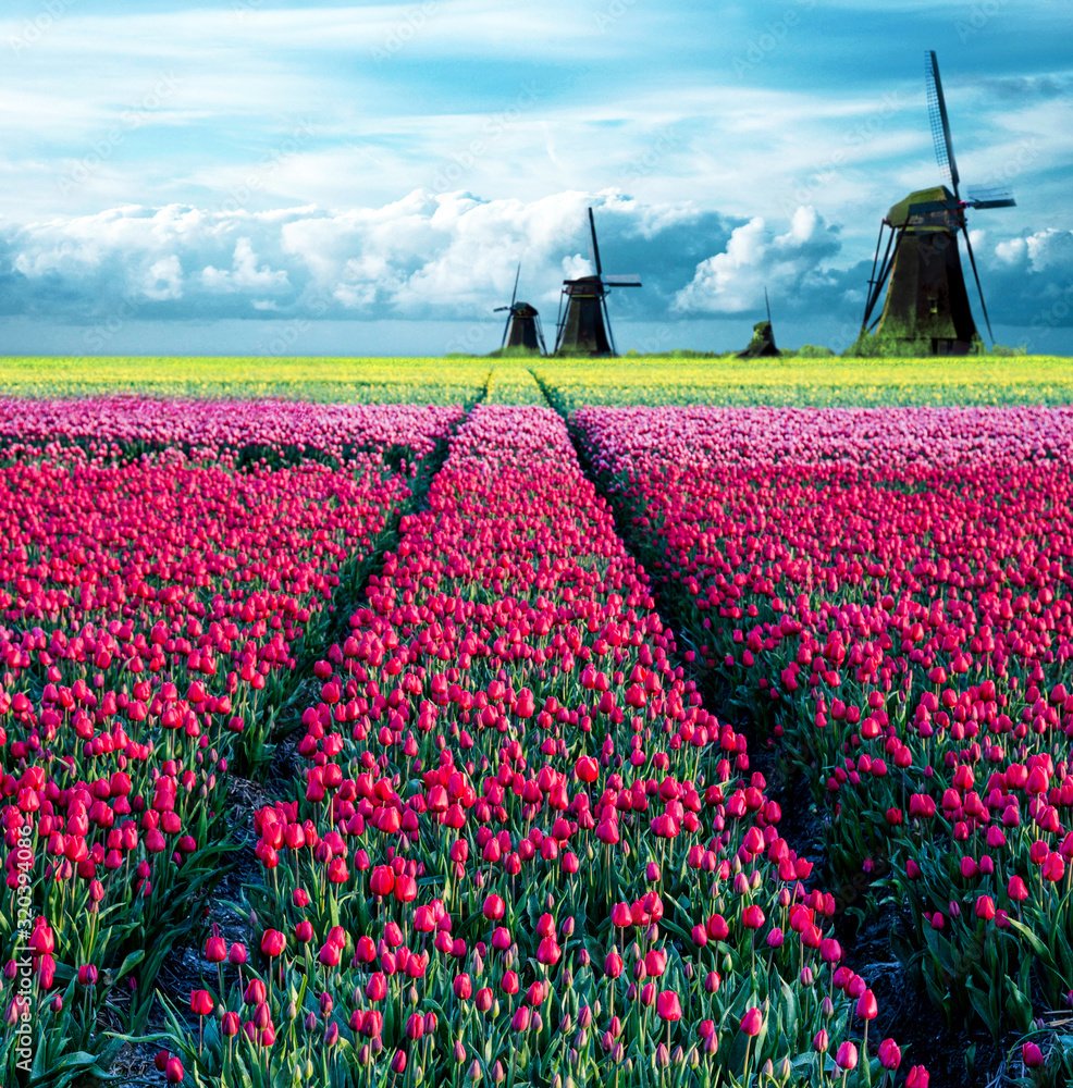 Beautiful magical spring landscape with a tulip field and windmills in the background of a cloudy sky in Holland. Charming places.