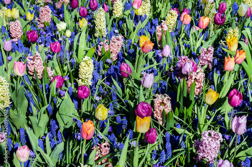 Obraz na płótnie Spring background texture from a variety of colors w salonie