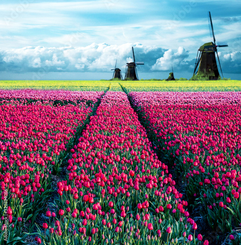Beautiful magical spring landscape with a tulip field and windmills in the background of a cloudy sky in Holland. Charming places.