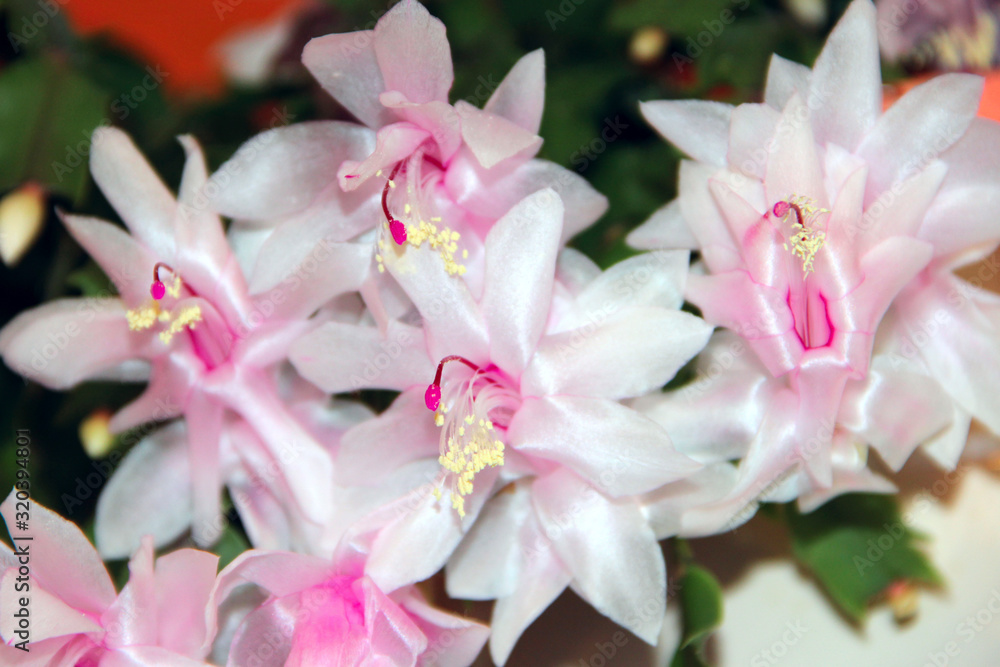 Room decoration. Beautiful pink flowers of Schlumbergera Room decoration. Beautiful pink flowers of Schlumbergera