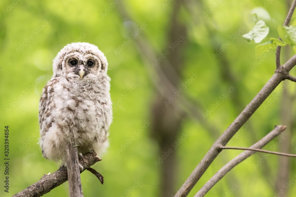 Fototapeta premium owl on branch