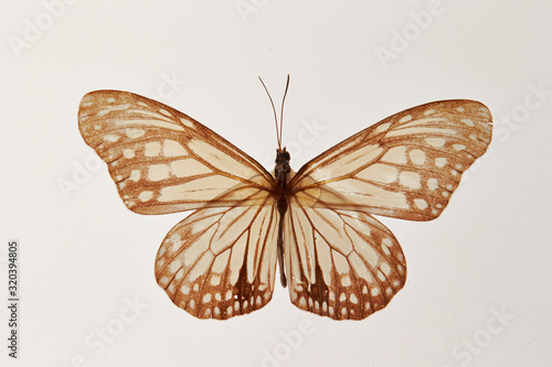 Принти на полотні Butterfly specimen on white background