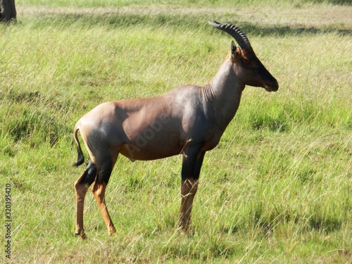 Lonely topi antelope grazing in the African savannah