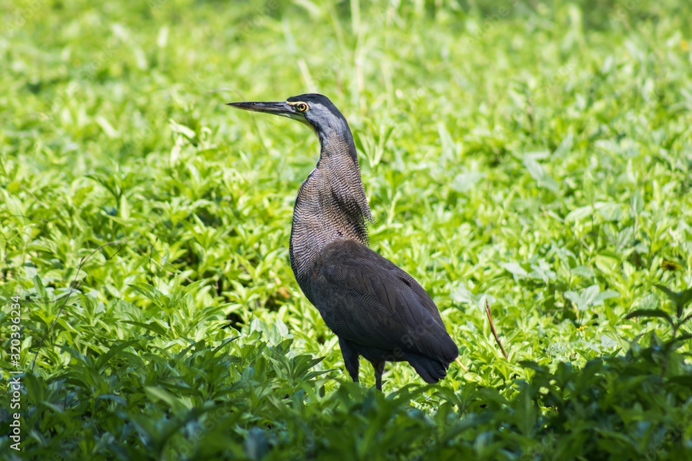 Obraz premium Bare throated tiger heron 
