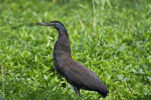 Bare throated tiger heron  photo