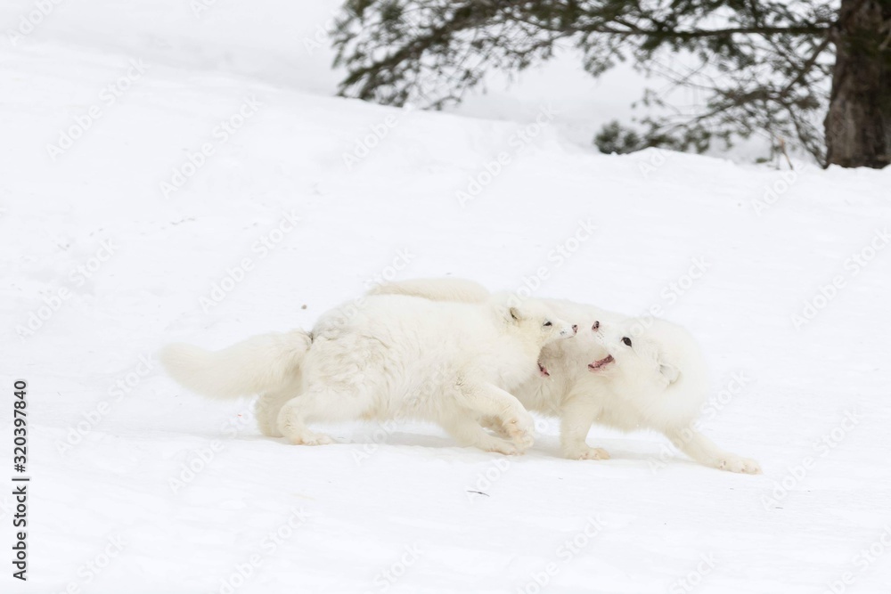 polar bear in snow