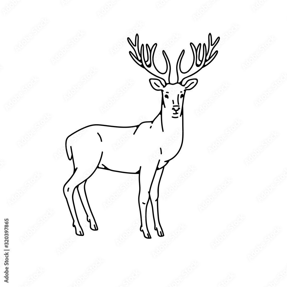 Learn How To Draw BUCK DEER. (Step by step Drawing tutorial) - YouTube